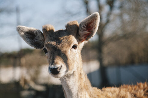 Deer, Portrait of young animal - BZF000157