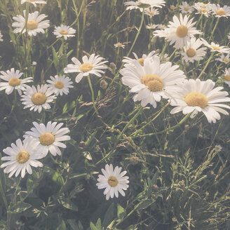 Deutschland, Hessen, Ries, Dasies wachsen auf dem Feld - PUF000356