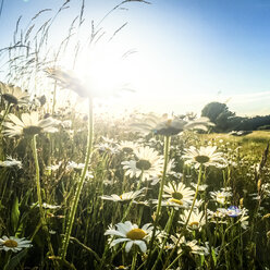 Deutschland, Hessen, Ries, Dasies wachsen auf dem Feld - PUF000357