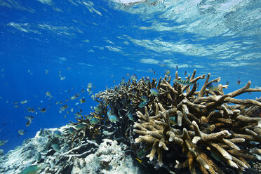 Malediven, Korallen und Fische im Indischen Ozean - STKF001286