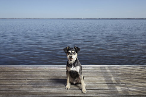 Porträt eines auf einem Steg sitzenden Hundes - MHCF000014