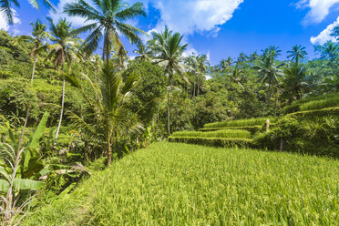 Indonesia, Bali, Rice fields - KNTF000043