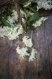 Holunderblüte auf dunklem Holz - LVF003494