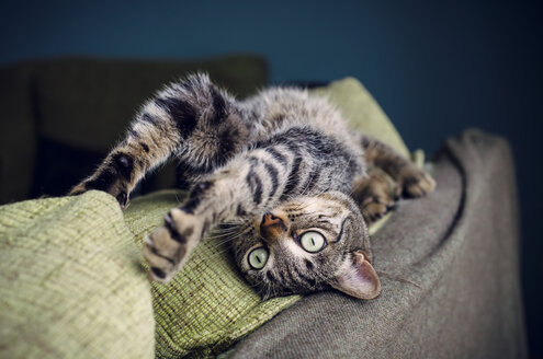 Getigerte Katze streckt sich auf der Rückenlehne einer Couch - RAEF000199