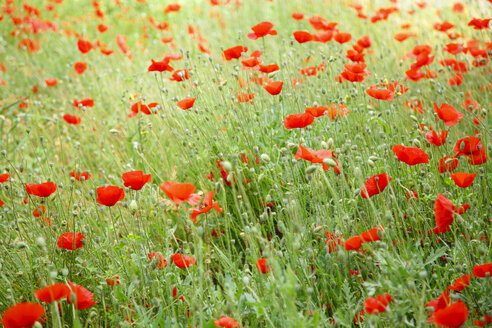 Greece, Crete, Poppy field - STDF000174