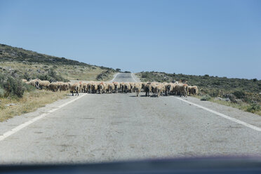 Griechenland, Kreta, Schafherde auf Landstraße - STDF000179