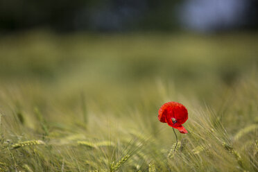 Einzelner Mohn im Getreidefeld - ASCF000182