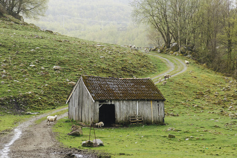 Norwegen, Region Stavanger, Schafherde, lizenzfreies Stockfoto