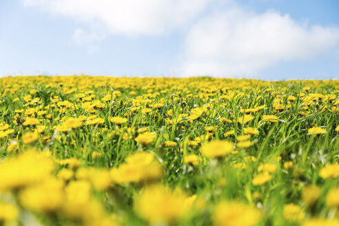 Norway, Stavanger, Dandelion field - STDF000201