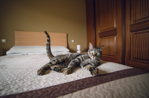 Tabby cat lying on the bed stock photo