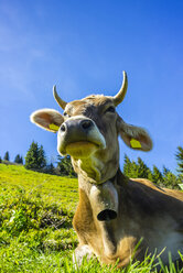 Germany, Bavaria, Allgaeu, Cattle, dairy cow, portrait - WGF000668