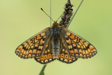 Marsh Fritillary - MJOF001017