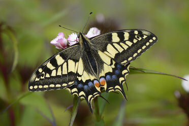 Swallowtail - MJOF001013