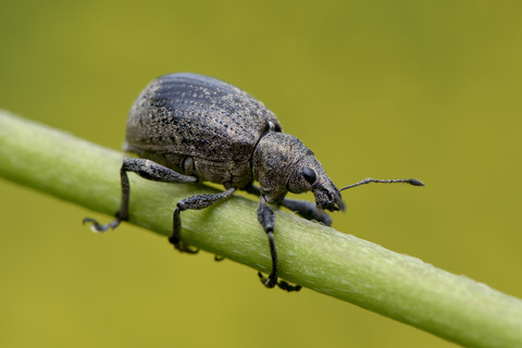 Rüsselkäfer, lizenzfreies Stockfoto