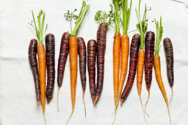 Row of carrots and Purple Haze on white cloth - SBDF002024