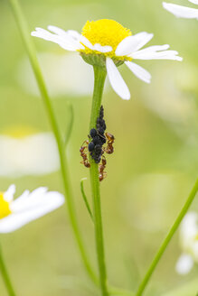 Chamomile flower with ants and lice - SAR001886