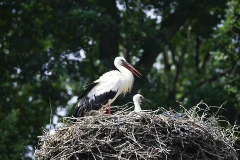 Storch mit Jungvogel im Nest - JTF000675