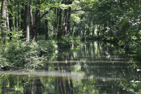 Germany, Brandenburg, Spreewald, River in the forest stock photo