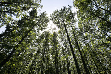 Germany, Brandenburg, Spreewald, trees against the sun - JTF000678