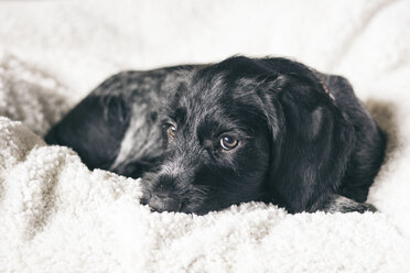 Porträt eines jungen schwarz-weißen Hundes, der auf einer Decke liegt - ASCF000189