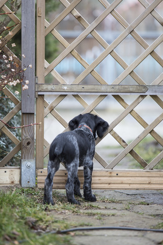 Rückenansicht eines jungen schwarz-weißen Hundes, der am Gartentor wartet, lizenzfreies Stockfoto