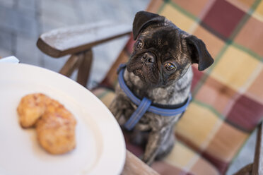 Pug starring at barbecue beef on a plate - PAF001439