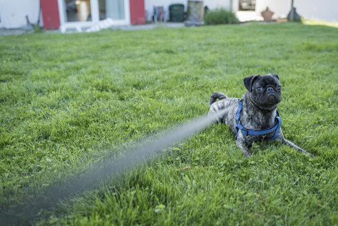 Angeleinter Mops auf einer Wiese im Garten liegend - PAF001443