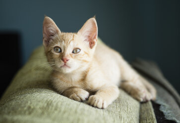 Tabby kitten lying on the backrest of a couch - RAEF000206