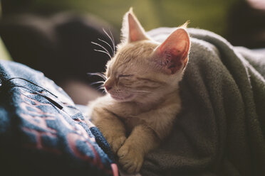 Tabby kitten sleeping on the lap of a woman - RAEF000207