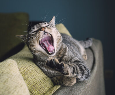 Portrait of yawning cat lying on the backrest of a couch - RAEF000209