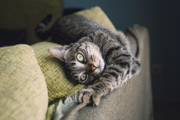 Portrait of tabby cat stretching on the backrest of a couch - RAEF000210