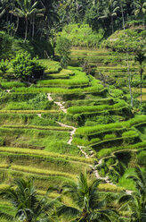 Indonesia, Bali, Ubud, rice field near Tegalalang - THAF001393