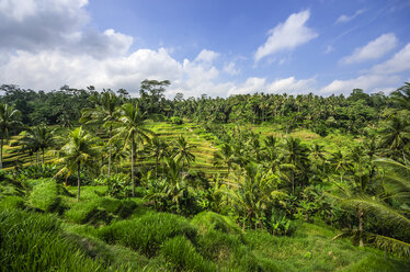 Indonesien, Bali, Ubud, Reisfeld bei Tegalalang - THAF001394