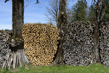 Germany, Bavaria, Stacked firewood between tree trunks - LBF001132