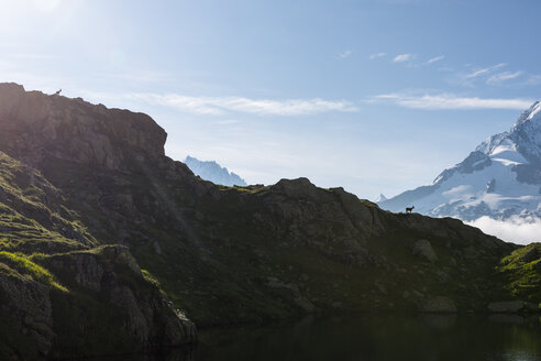 Frankreich, Mont Blanc, Cheserys-See, Alpensteinbock auf dem Bergrücken - LOMF000030