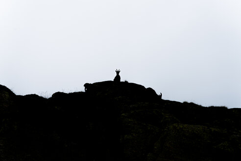 Schweiz, Lac de Cheserys, Silhouette eines Alpensteinbocks auf einem Felsen - LOMF000017