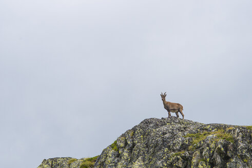 Switzerland, Lac de Cheserys, Alpine Ibex on a rock - LOMF000019