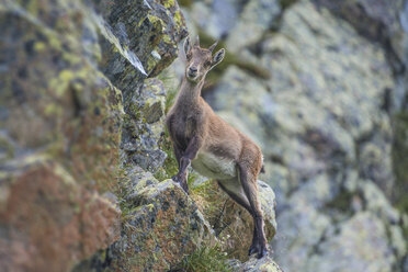 Schweiz, Lac de Cheserys, Alpensteinbock auf einem Felsen - LOMF000020