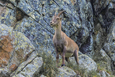 Schweiz, Lac de Cheserys, Alpensteinbock auf einem Felsen - LOMF000021