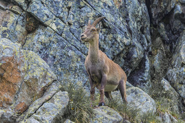 Switzerland, Lac de Cheserys, Alpine Ibex on a rock - LOMF000021