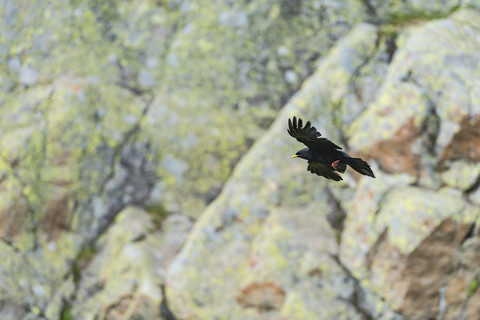France, Mont Blanc, Lac de Cheserys, Crow in flight stock photo