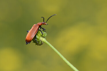 Kardinalkäfer, Pyrochroa serraticornis - MJOF001020