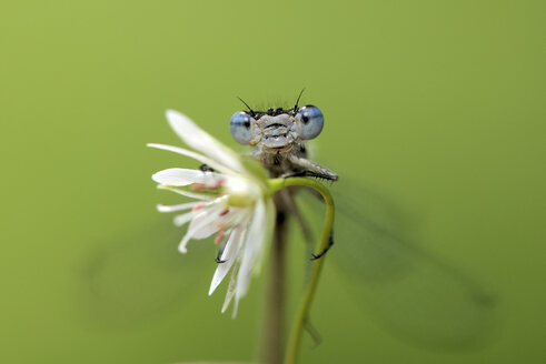 Azurblaue Kleinlibelle, Coenagrion puella, auf einer Blüte sitzend - MJO001023