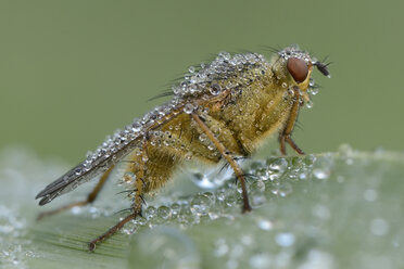 Nasse gelbe Dungfliege auf Grashalm, Scathophaga stercoraria - MJOF001024