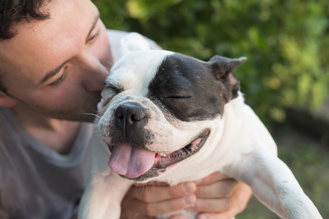 Man kissing his French bulldog stock photo