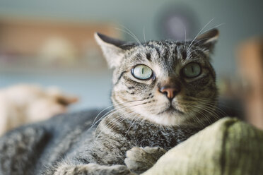 Porträt einer getigerten Katze, die auf der Rückenlehne einer Couch liegt - RAEF000215