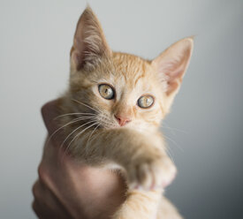 Tabby kitten on a hand - RAEF000218