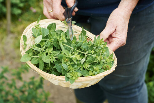 Gardner harvesting oregano in a herb garden - HAWF000802