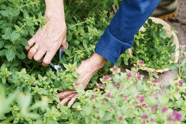 Gardner harvesting oregano in a herb garden - HAWF000803