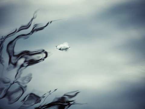 Feder eines im Wasser schwimmenden Schwans, lizenzfreies Stockfoto